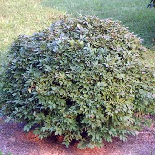 A square image of a small rounded 'Rudy Haag' Euonymus shrub growing in a garden border.