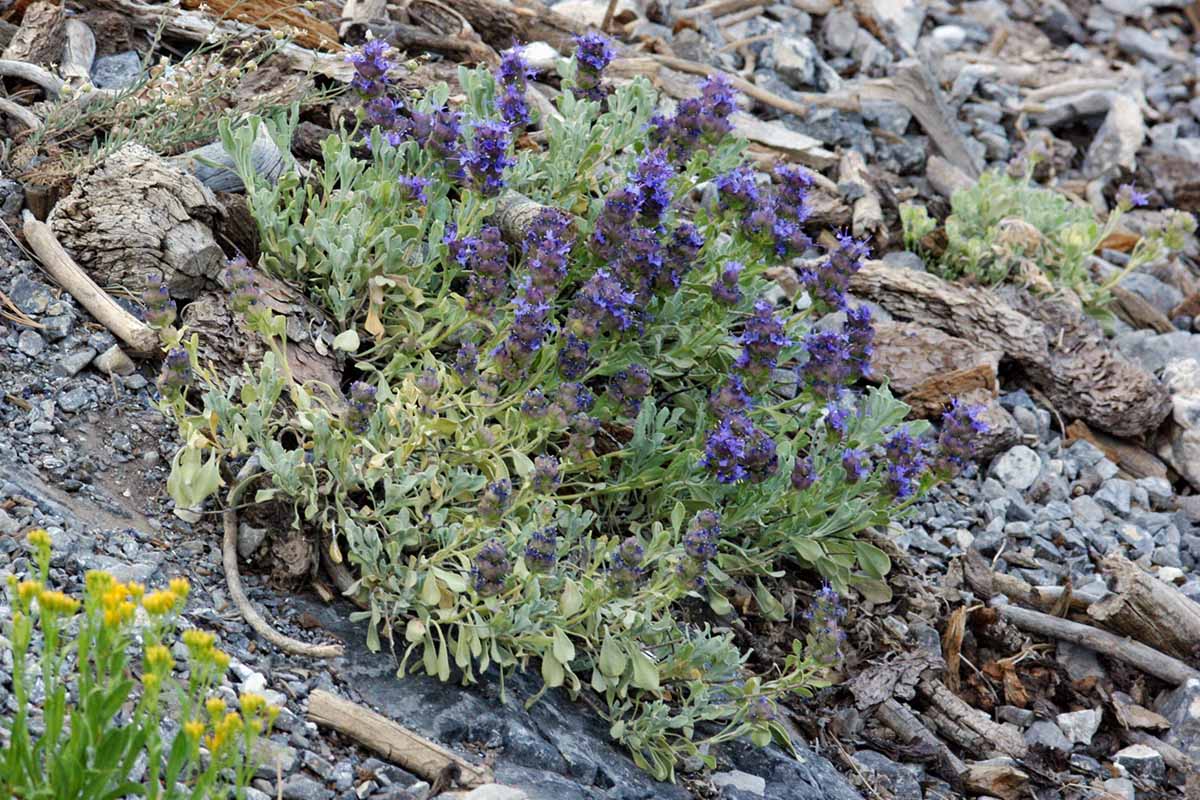 A close up horizontal image of purple sage growing in a rocky area.