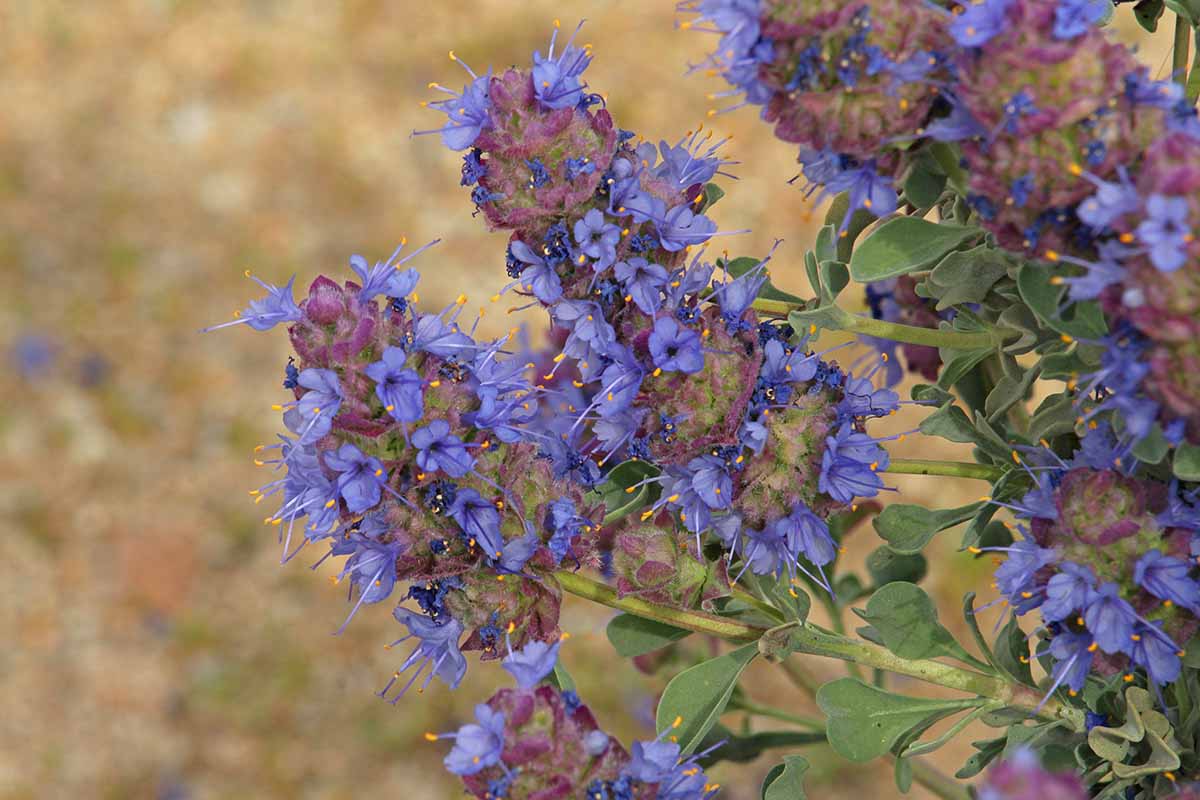 A close up horizontal image of purple sage inflorescences pictured on a soft focus background.