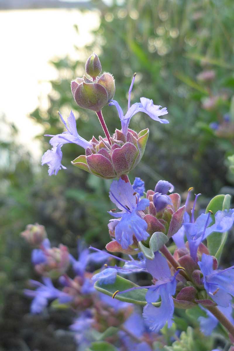 A close up vertical image of purple sage flowers pictured growing in the garden on a soft focus background.