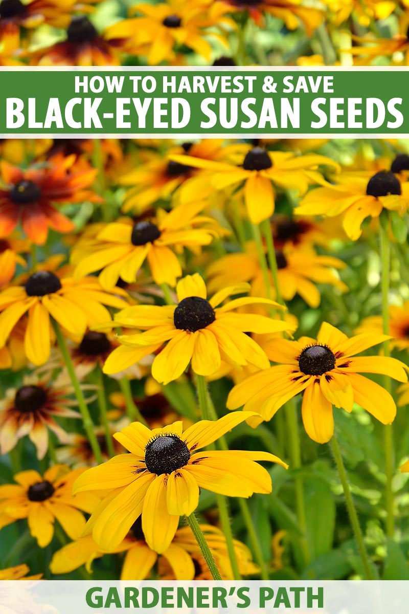 A close up vertical image of black-eyed Susans growing in a wildflower meadow. To the top and bottom of the frame is green and white printed text.