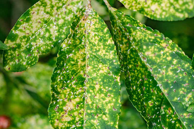 A close up horizontal image of scale insect damage on the leaves of a plant.