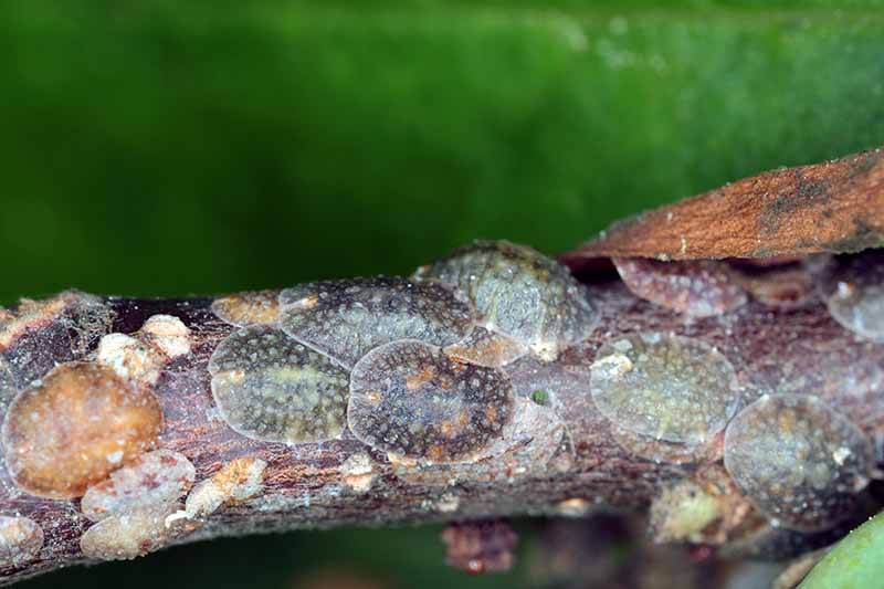 A close up horizontal image of scale insects infesting a branch pictured on a soft focus background.