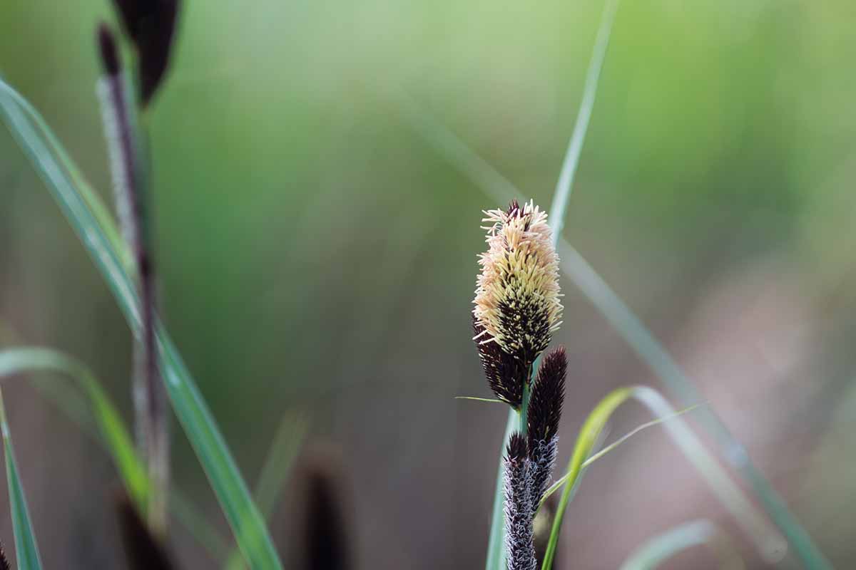 A close up horizontal image of a seed head of Carex (sedge) species pictured on a soft focus background.