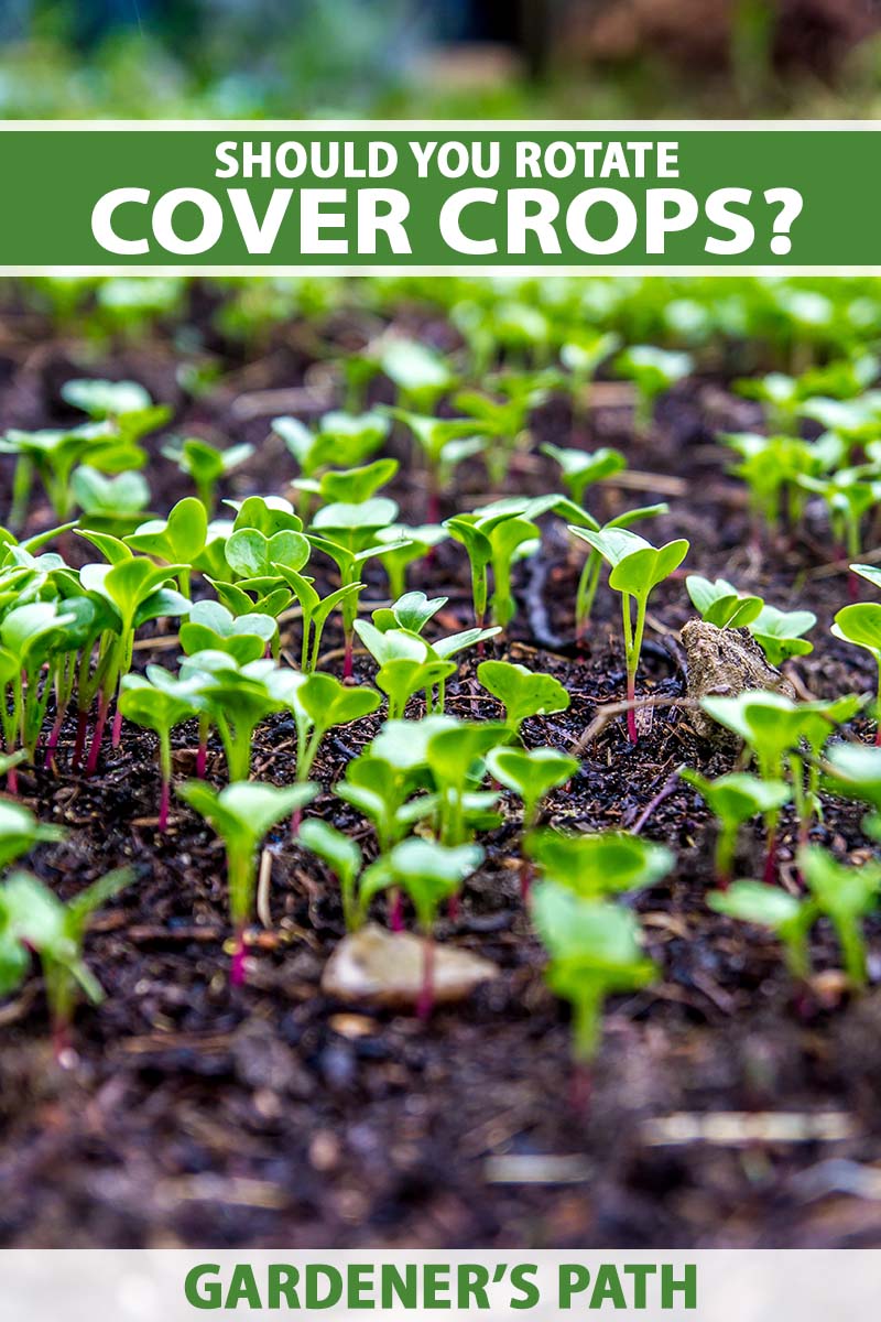 A close up vertical image of cover crop seedlings growing in the garden. To the top and bottom of the frame is green and white printed text.