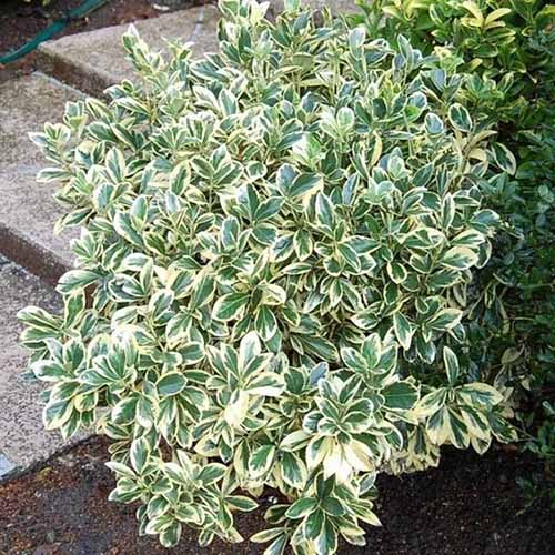 A close up square image of a variegated 'Silver King' Euonymus shrub growing next to a pathway.