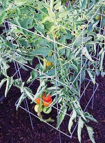 A close up square image of a tomato cage surrounding a plant for support.