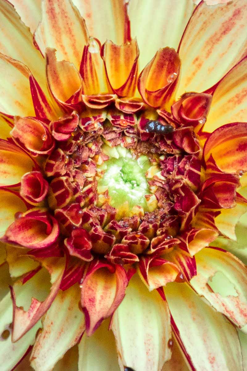 A close up vertical image of a dahlia flower damaged by slugs and snails.