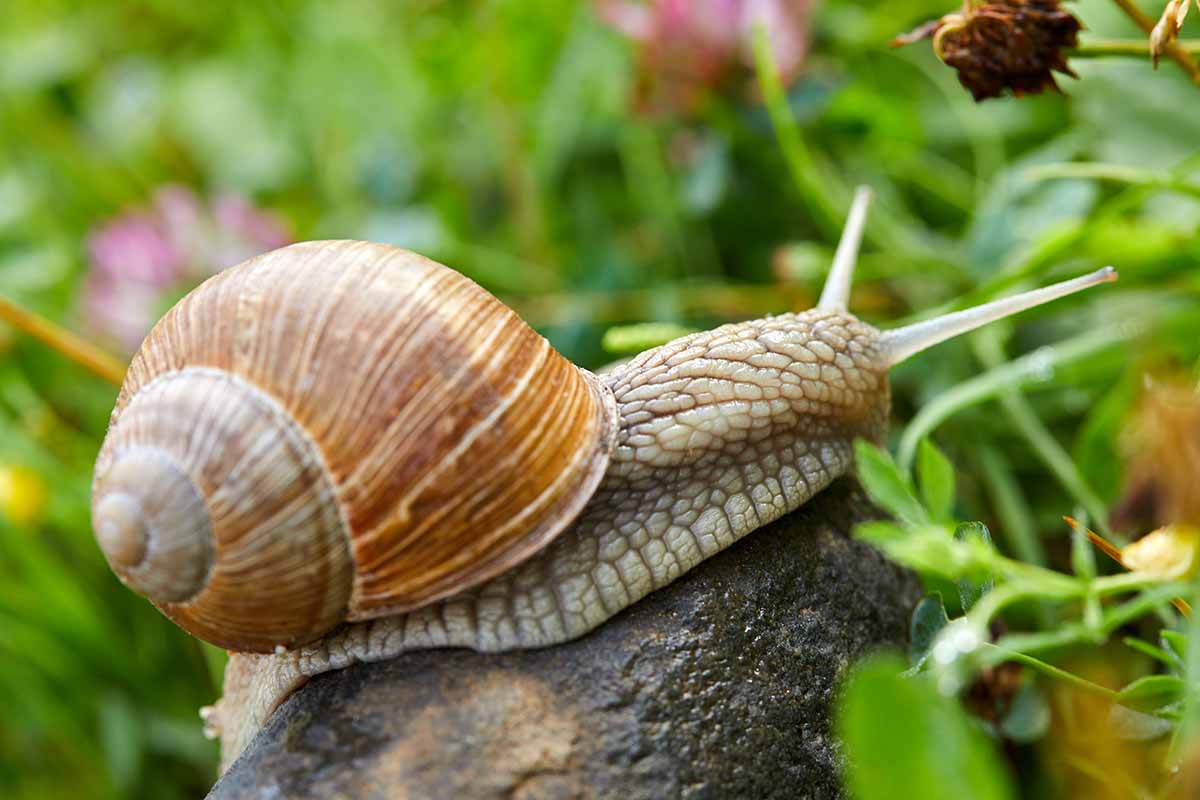 A close up horizontal image of a large snail resting on a stone before laying waste to your vegetable garden.