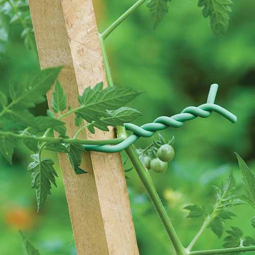 A close up square image of a plant affixed to a wooden post with soft twist ties.
