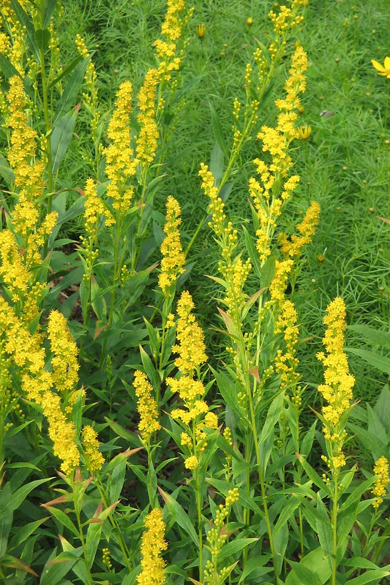 A close up vertical image of Solidago caesia goldenrod growing in a meadow.