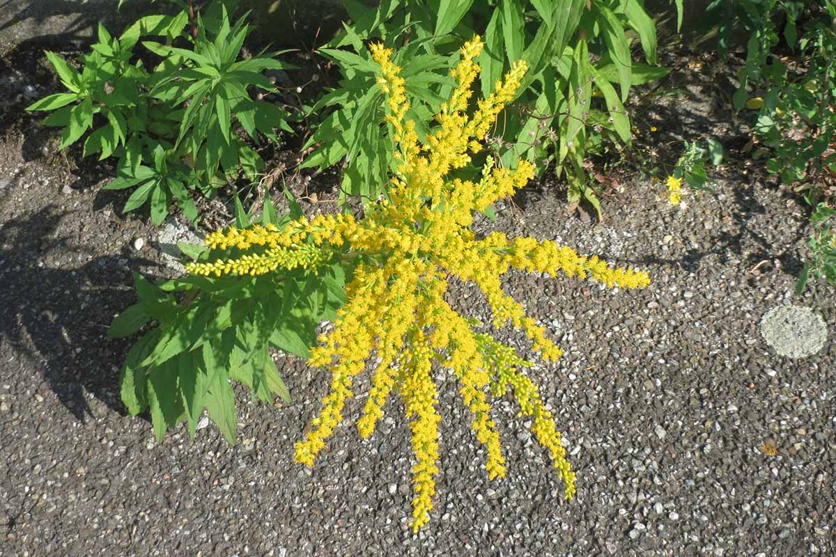 A close up horizontal image of a small Solidago canadensis goldenrod plant growing by the side of a pathway.