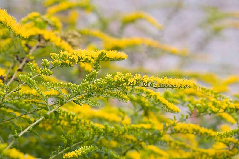 A close up horizontal image of Solidago 'Golden Fleece' pictured on a soft focus background.