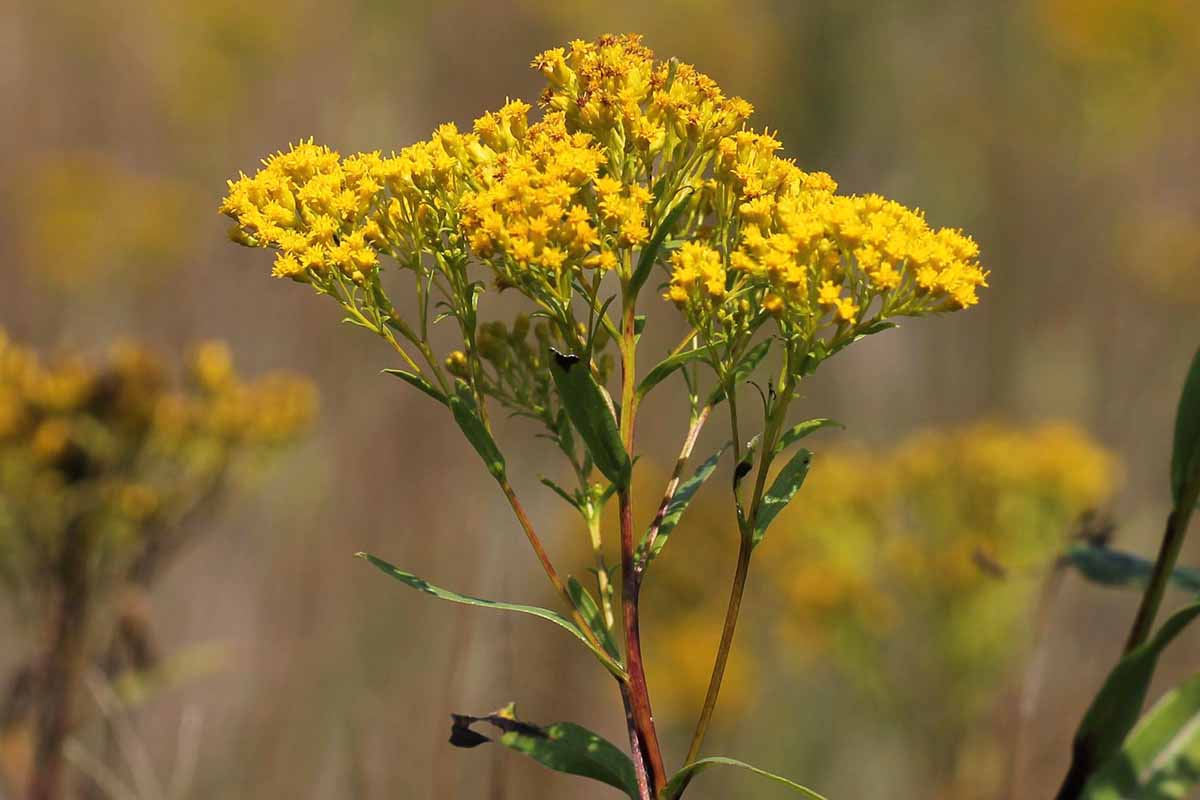 A close up horizontal image of the flower head of Solidago ohioensis goldenrod pictured on a soft focus background.