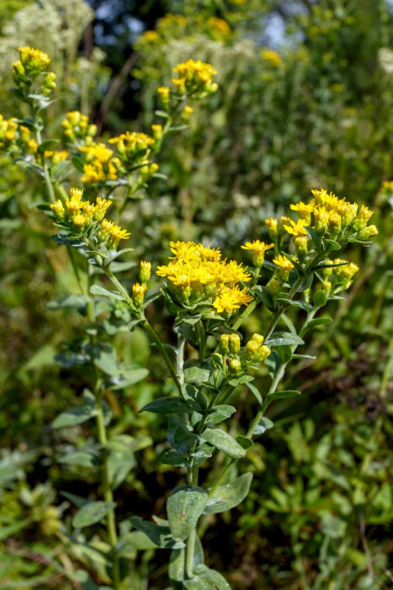 A vertical image of Solidago rigida (stiff goldenrod) growing in the garden pictured in bright sunshine on a soft focus background.