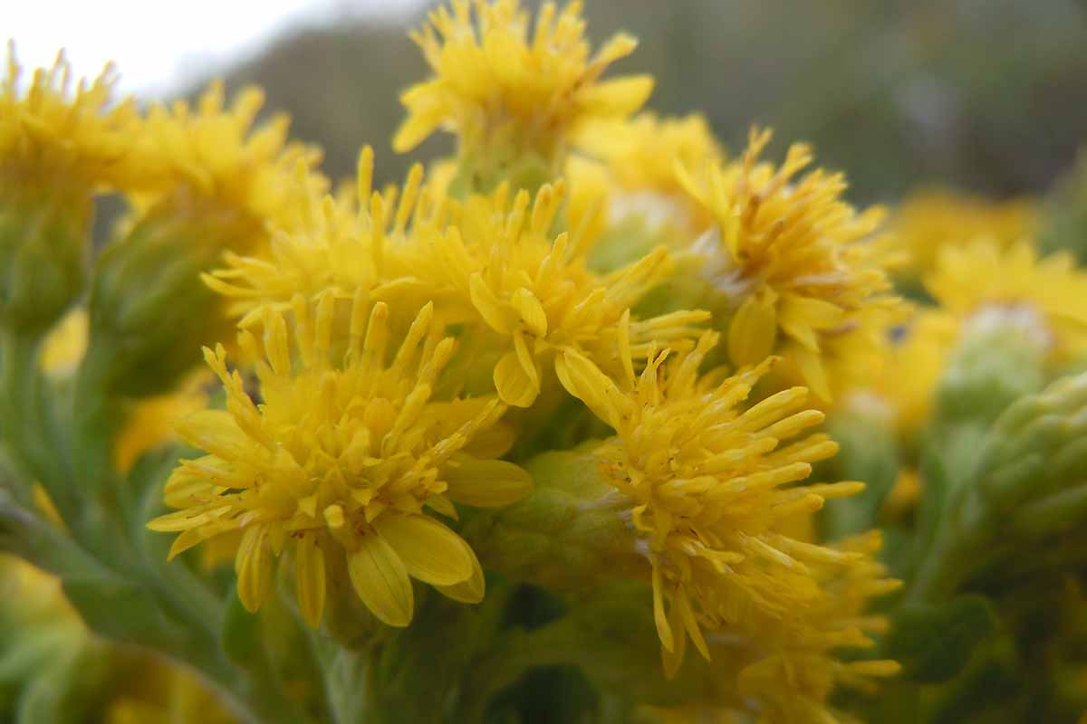 A close up horizontal image of the flower heads of Solidago rigida pictured on a soft focus background.