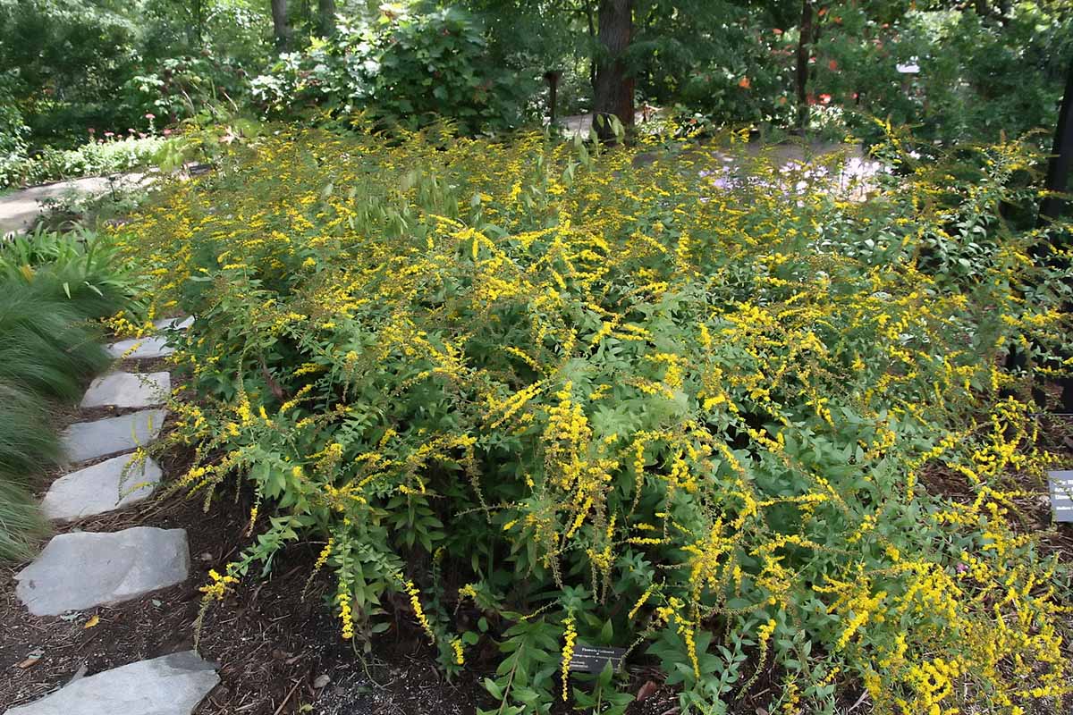 A horizontal image of 'Fireworks' goldenrod growing in the landscape with a path to the left of the frame and a pond in the background.