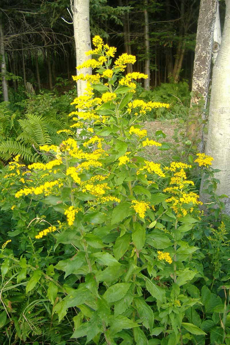 A close up vertical image of Solidago rugosa (goldenrod) growing in a wooded location.