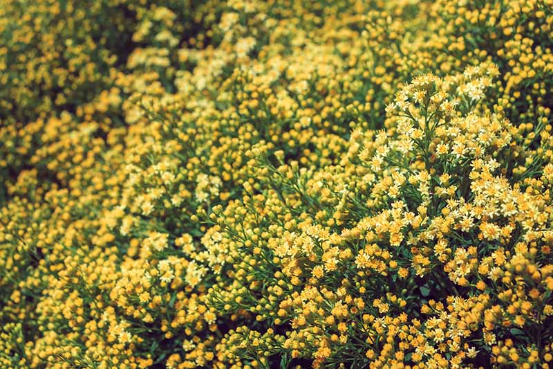 A close up horizontal image of the tiny yellow flowers of Solidago x Luteus 'Lenmore' growing in the garden.