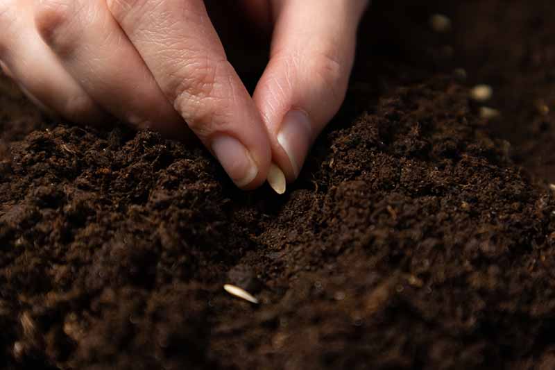 A close up horizontal image of a hand sowing seeds into dark, rich soil.