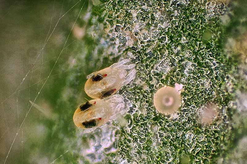 A highly magnified image of tiny spider mites feeding on a leaf.