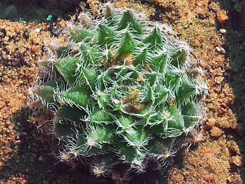 A close up horizontal image of a spider-nest haworthia plant growing in the garden.