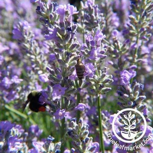 A close up square image of Portuguese lavender growing in the garden pictured in bright sunshine. To the bottom right of the frame is a white circular logo with text.