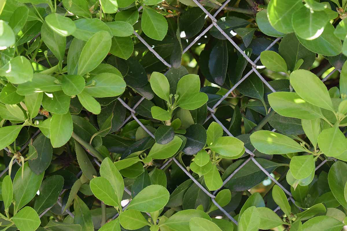 A close up horizontal image of Euonymus kiautschovicus growing on a chain link fence.