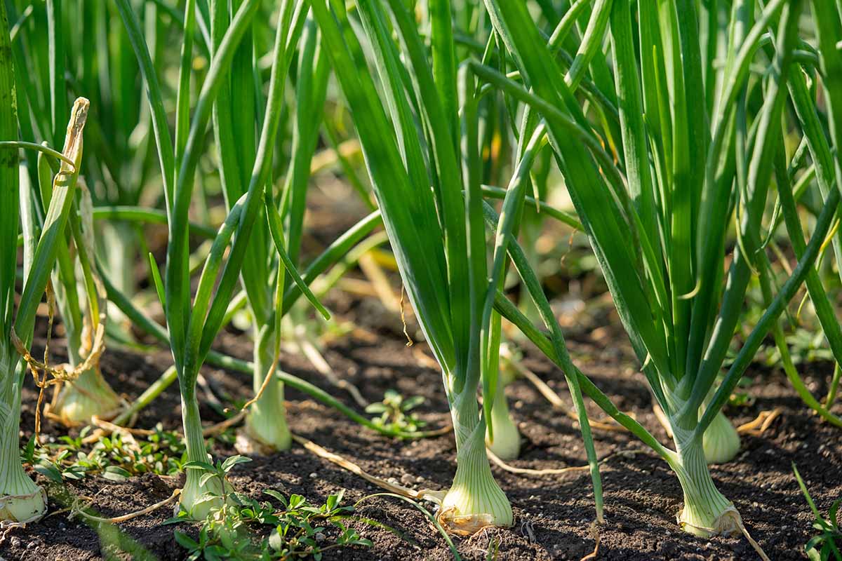 A close up horizontal image of spring onions growing in the garden ready for harvest.