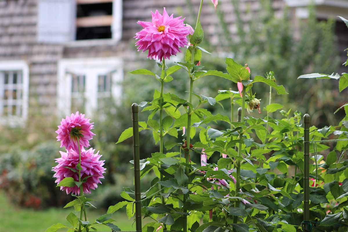 A close up horizontal image of pink dahlia flowers growing in the garden supported by stakes and twine, with a residence in soft focus in the background.