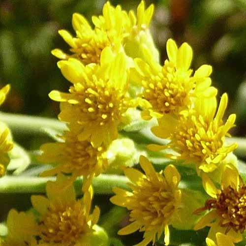 A close up square image of the flowers of stiff goldenrod pictured in bright sunshine on a soft focus background.
