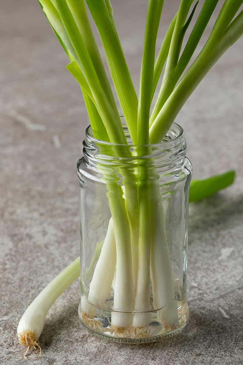 A close up vertical image of fresh bunching onions in a glass jar filled with water.