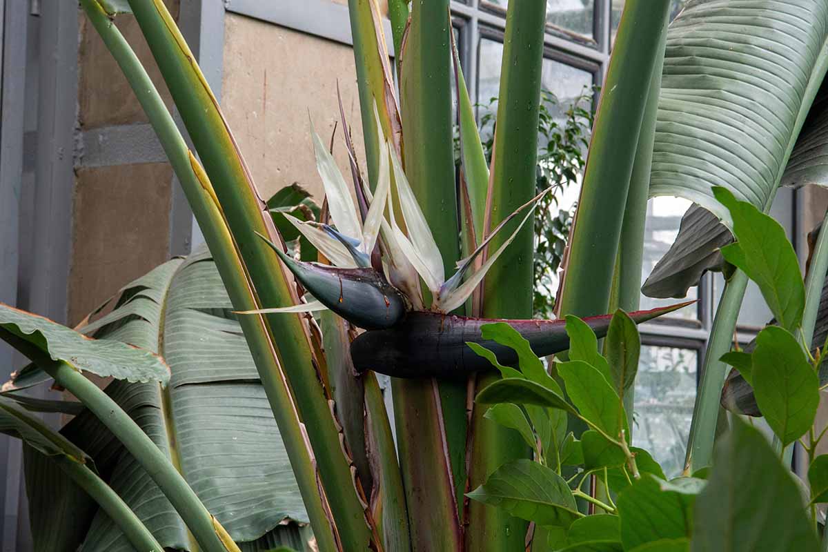 A close up horizontal image of giant bird of paradise (Strelitzia nicolai) growing outside a residence.