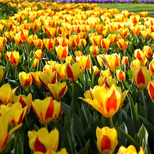 A close up square image of yellow and red 'Stresa' tulips growing in the garden.