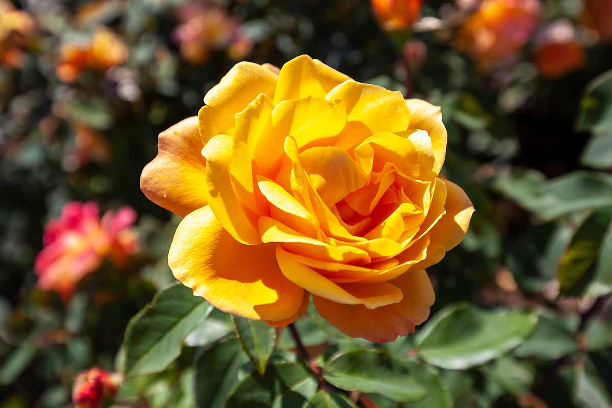 A close up horizontal image of a Rosa 'Strike It Rich' flower pictured in bright sunshine on a soft focus background.