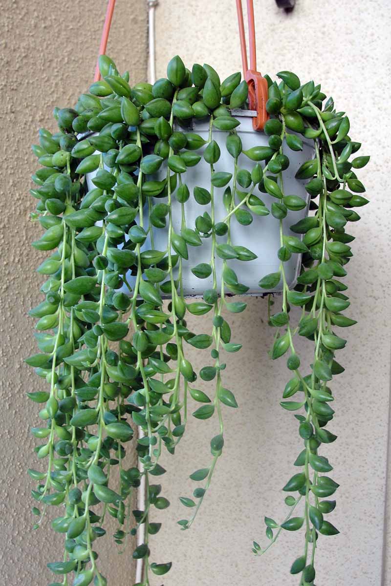 A close up vertical image of a string of beads plant growing in a hanging pot, the tendrils spilling over the side.