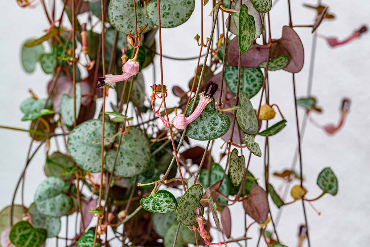 A close up horizontal image of a string of hearts plant spilling over the side of a hanging basket.