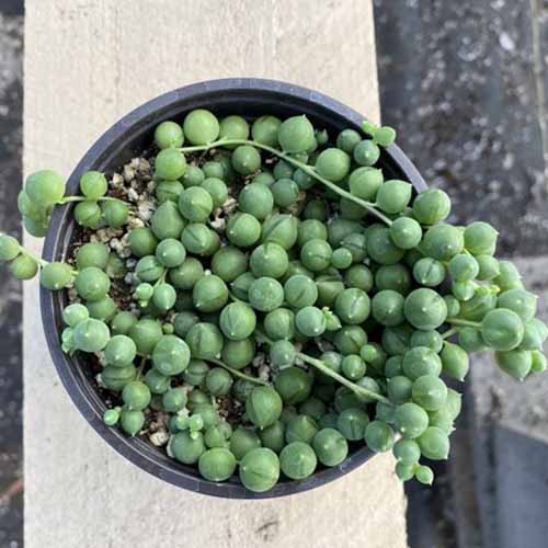 A close up top down image of a string of pearls plant in a small black pot.