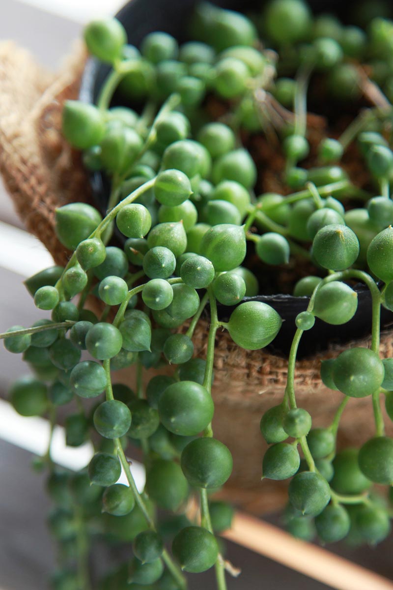 A vertical image of string of pearls trailing over the side of a pot.