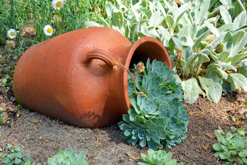 A close up horizontal image of hens and chicks spilling out of a clay planter set on its side in the garden.