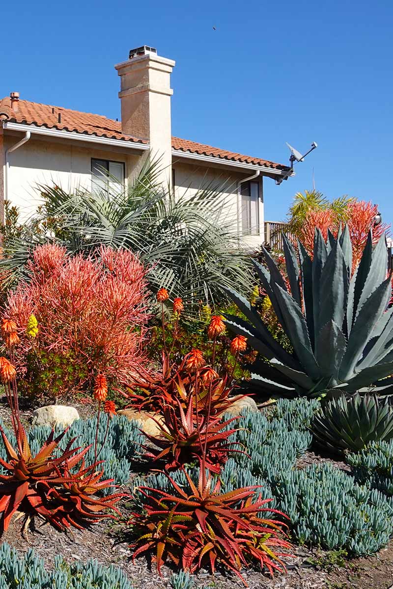 A vertical image of a large-scale front yard featuring bold green and red agave and Senecio mandraliscae.