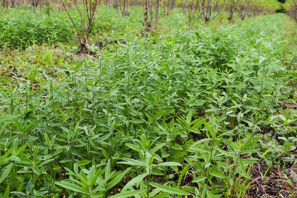 A horizontal image of sunn hemp growing as green manure in the garden.
