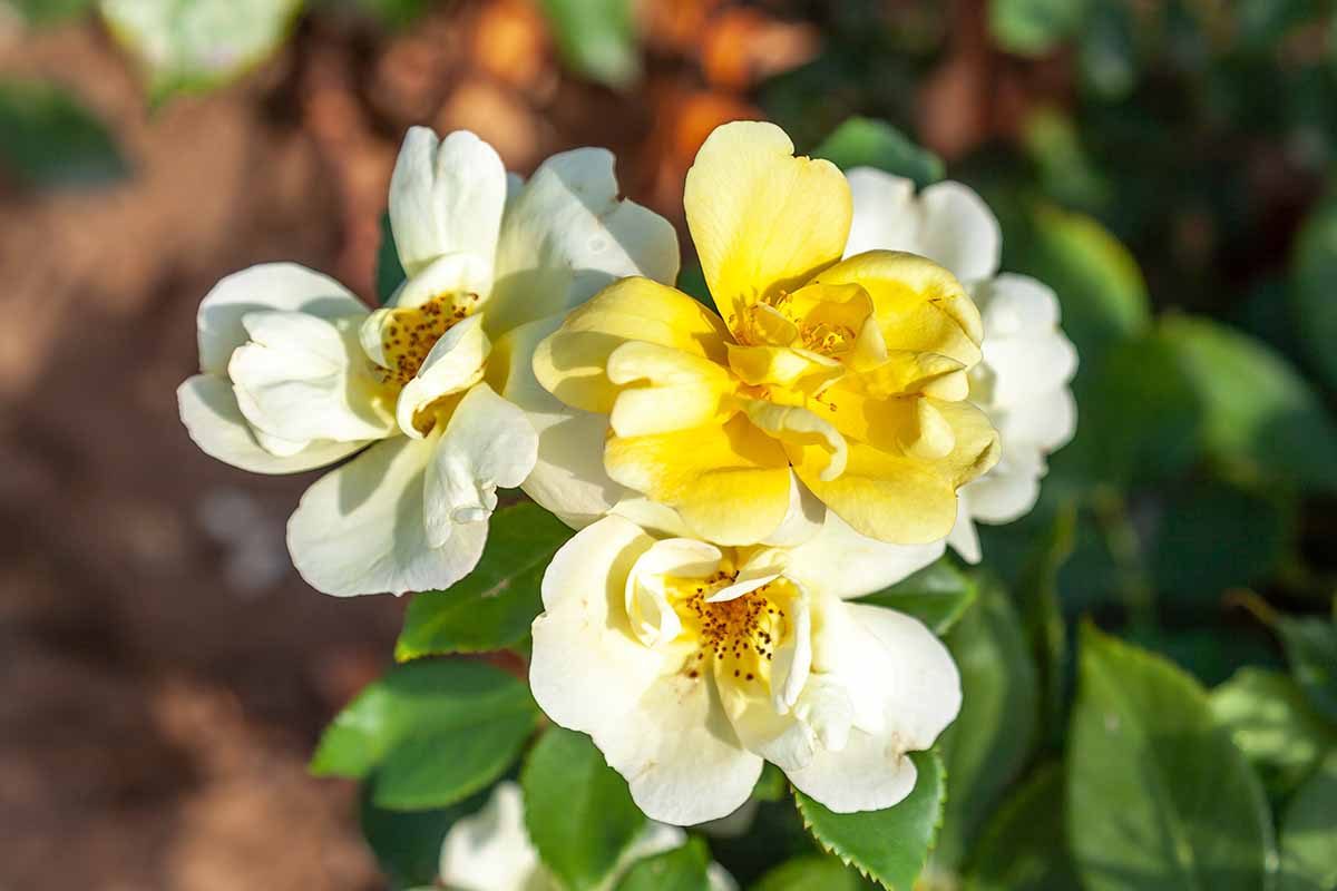 A close up horizontal image of 'Sunny' Knock Out flowers growing in the garden pictured in bright sunshine on a soft focus background.