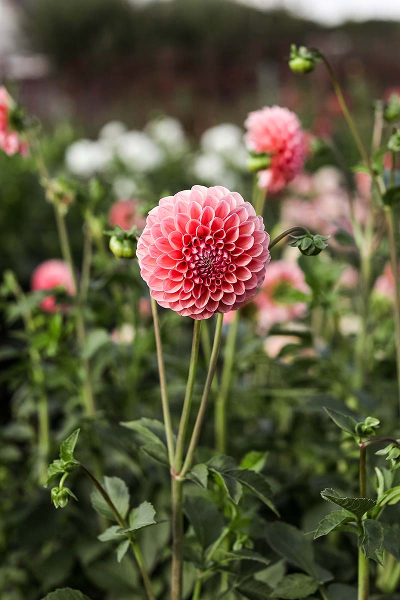 A close up vertical image of dahlia flowers growing in the garden pictured on a soft focus background.