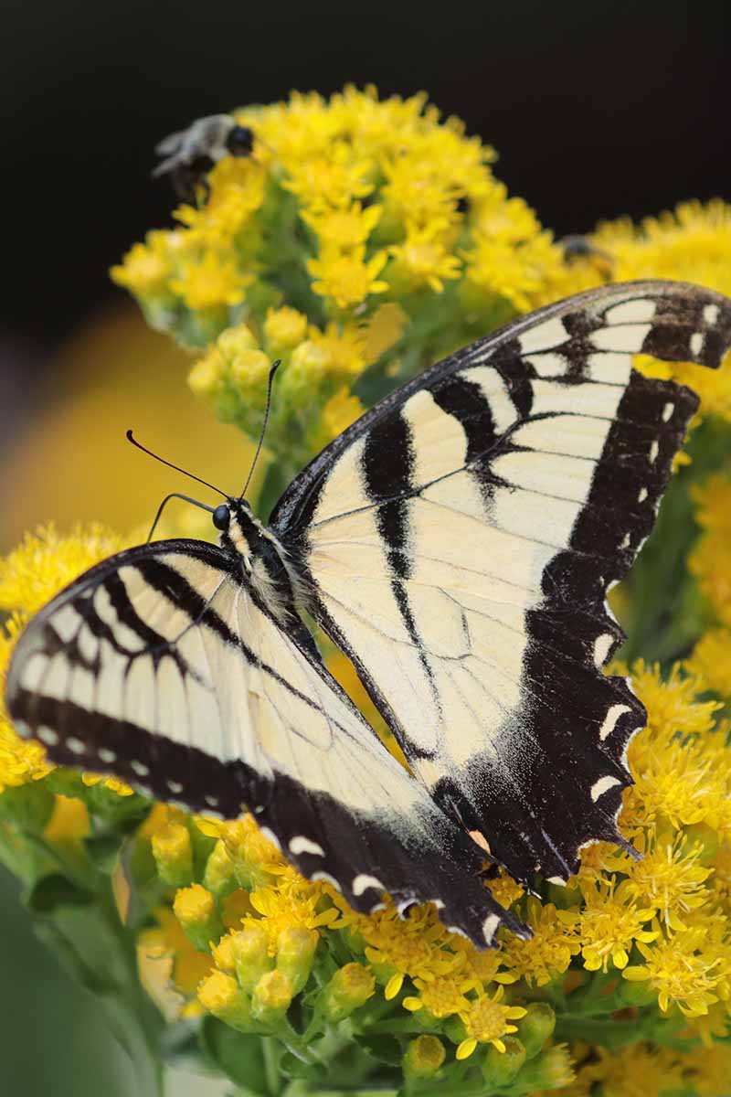 A close up vertical image of a swallowtail butterfly foraging from stiff goldenrod flowers pictured on a soft focus background.