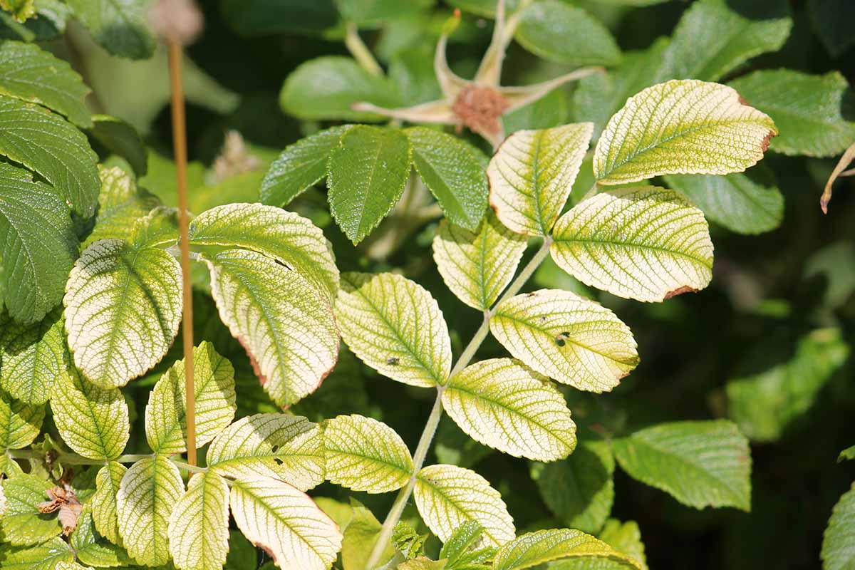 A close up horizontal image of rose foliage showing symptoms of iron deficiency.