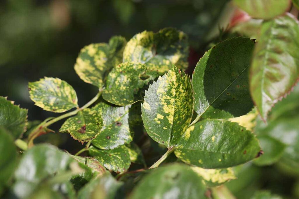 How to Identify Rose Mosaic Virus (and What to Do About It)