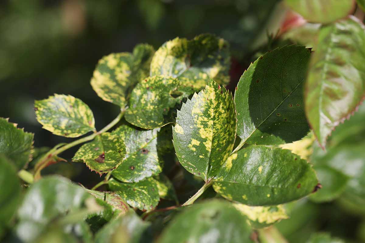 A close up horizontal image of the mottled foliage of a Rosa plant suffering from mosaic virus.