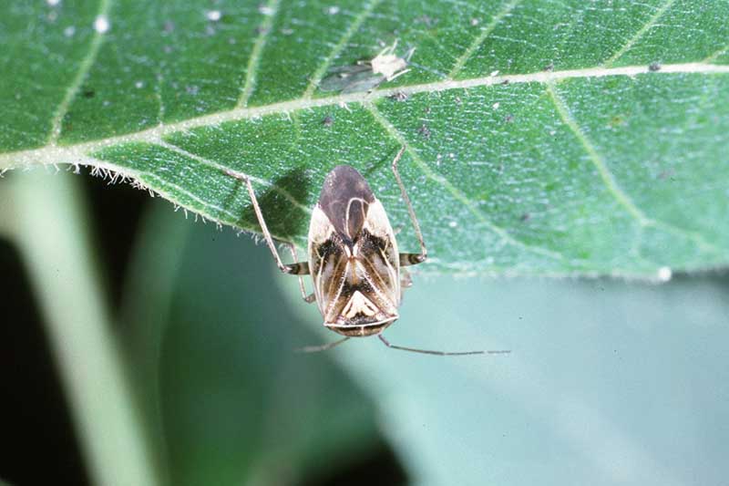 A close up horizontal image of a tarnished plant bug on a leaf.