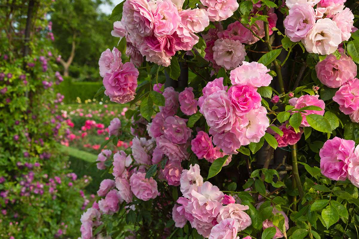 A colorful garden with pink 'Tausendshon' roses in light sunshine.